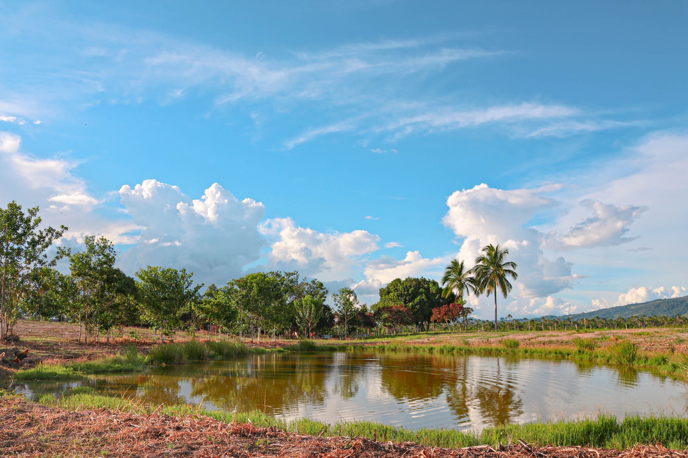 OASIS DEL MAYO